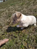 Blu, a male Chihuahua for sale in Shawboro, NC – Photo 1 of 4