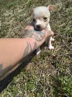 Ella, a female Chihuahua for sale in Shawboro, NC – Photo 1 of 3
