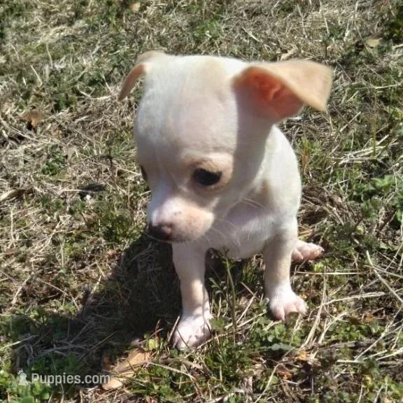 Ella, a female Chihuahua for sale in Shawboro, NC – Photo 2 of 3