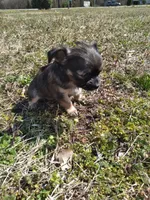 Mookie, a female Chihuahua for sale in Shawboro, NC – Photo 1 of 2