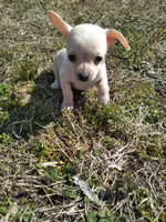 Ricco, a male Chihuahua for sale in Shawboro, NC – Photo 2 of 3