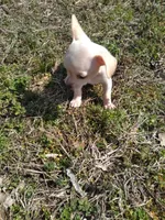 Ricco, a male Chihuahua for sale in Shawboro, NC – Photo 3 of 3