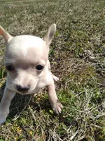 Ricco, a male Chihuahua for sale in Shawboro, NC – Photo 1 of 3