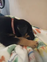 No name, a male German Shepherd Dog and Rottweiler for sale in Zellwood, FL – 2 of 5