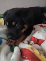 No name, a male German Shepherd Dog and Rottweiler for sale in Zellwood, FL – 5 of 5