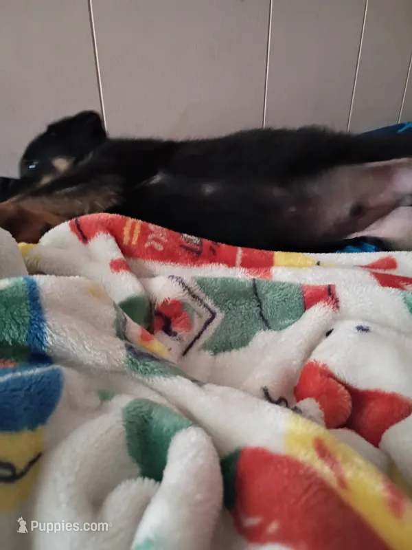 No name – German Shepherd Dog, Rottweiler puppy for sale in Zellwood, FL