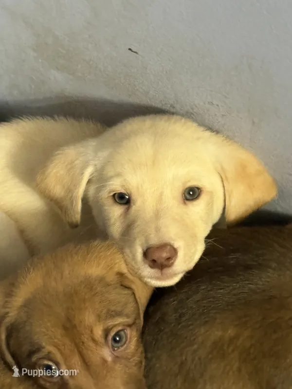 Baby girl  – American Pit Bull Terrier, Labrador Retriever puppy for sale in Thompsonville, MI