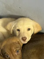 Baby girl , a female American Pit Bull Terrier and Labrador Retriever for sale in Thompsonville, MI – 1 of 1