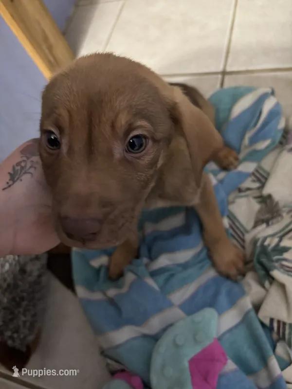 Baby boy  – American Pit Bull Terrier, Labrador Retriever puppy for sale in Thompsonville, MI