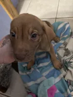 Baby boy , a male American Pit Bull Terrier and Labrador Retriever for sale in Thompsonville, MI – 1 of 3