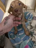 Baby boy , a male American Pit Bull Terrier and Labrador Retriever for sale in Thompsonville, MI – 3 of 3