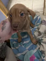 Baby boy , a male American Pit Bull Terrier and Labrador Retriever for sale in Thompsonville, MI – 2 of 3