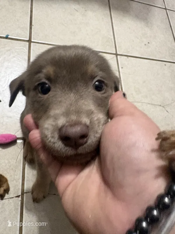 Baby girl  – American Pit Bull Terrier, Labrador Retriever puppy for sale in Thompsonville, MI