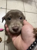 Baby girl , a female American Pit Bull Terrier and Labrador Retriever for sale in Thompsonville, MI – 1 of 2
