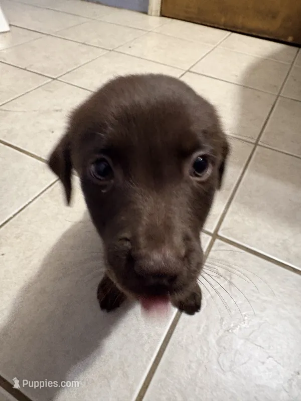 Baby girl 1 – American Pit Bull Terrier, Labrador Retriever puppy for sale in Thompsonville, MI