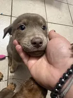 Baby girl , a female American Pit Bull Terrier and Labrador Retriever for sale in Thompsonville, MI – 2 of 2