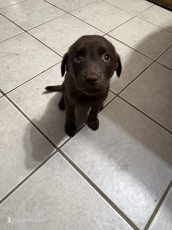Baby girl 1 – American Pit Bull Terrier, Labrador Retriever puppy for sale in Thompsonville, MI