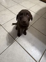 Baby girl 1, a female American Pit Bull Terrier and Labrador Retriever for sale in Thompsonville, MI – 1 of 3