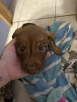 Baby girl , a female American Pit Bull Terrier and Labrador Retriever for sale in Thompsonville, MI – 1 of 1