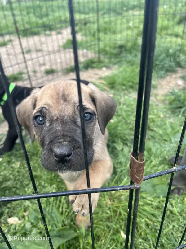 Marbles – Cane Corso puppy for sale in Baltimore, MD