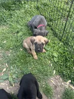 Marbles, a male Cane Corso for sale in Baltimore, MD – Photo 2 of 6