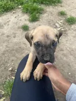 Marbles, a male Cane Corso for sale in Baltimore, MD – Photo 3 of 6