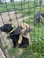 Marbles, a male Cane Corso for sale in Baltimore, MD – Photo 4 of 6