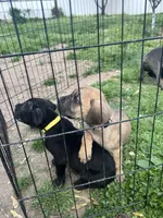 Marbles, a male Cane Corso for sale in Baltimore, MD – Photo 5 of 6