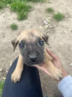 Marbles, a male Cane Corso for sale in Baltimore, MD – Photo 6 of 6