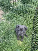 Snuggie, a female Cane Corso for sale in Baltimore, MD – Photo 7 of 7