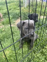 Snuggie, a female Cane Corso for sale in Baltimore, MD – Photo 4 of 7