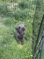Snuggie, a female Cane Corso for sale in Baltimore, MD – Photo 6 of 7