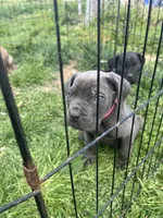 Snuggie, a female Cane Corso for sale in Baltimore, MD – Photo 2 of 7