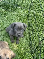 Snuggie, a female Cane Corso for sale in Baltimore, MD – Photo 5 of 7