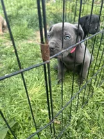Snuggie, a female Cane Corso for sale in Baltimore, MD – Photo 3 of 7