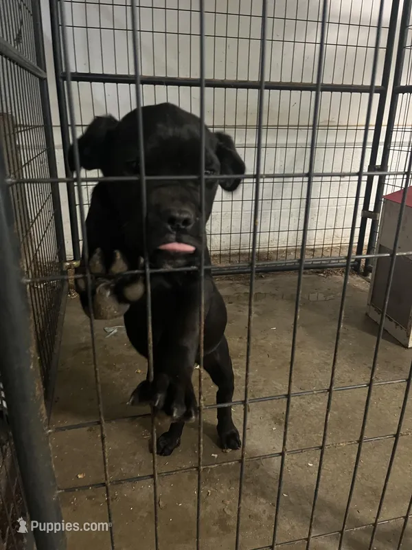 Little One – Cane Corso puppy for sale in Baltimore, MD