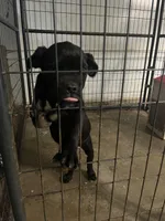 Little One, a male Cane Corso for sale in Baltimore, MD – 1 of 4
