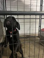 Little One, a male Cane Corso for sale in Baltimore, MD – 2 of 4
