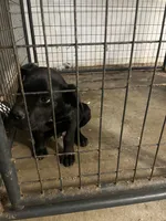 Little One, a male Cane Corso for sale in Baltimore, MD – 4 of 4