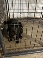 Little One, a male Cane Corso for sale in Baltimore, MD – 3 of 4
