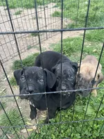 Curio, a male Cane Corso for sale in Baltimore, MD – Photo 2 of 2
