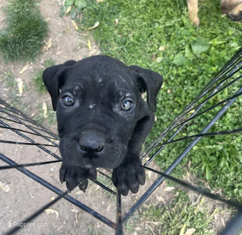 Curio – Cane Corso puppy for sale in Baltimore, MD