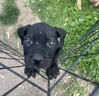 Curio, a male Cane Corso for sale in Baltimore, MD – Photo 1 of 2