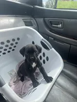 Pretty Boy, a male Cane Corso for sale in Baltimore, MD – Photo 4 of 4