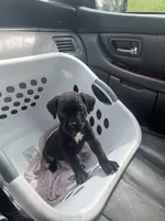 Pretty Boy, a male Cane Corso for sale in Baltimore, MD – Photo 3 of 4