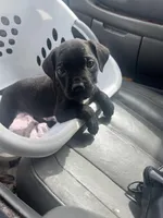 Pretty Boy, a male Cane Corso for sale in Baltimore, MD – Photo 1 of 4