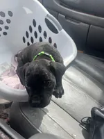 Pretty Boy, a male Cane Corso for sale in Baltimore, MD – Photo 2 of 4