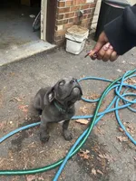 Max, a male Cane Corso for sale in Baltimore, MD – 3 of 3
