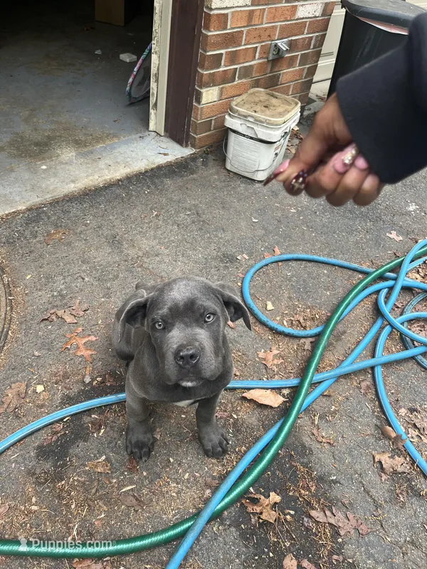 Max – Cane Corso puppy for sale in Baltimore, MD