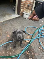 Max, a male Cane Corso for sale in Baltimore, MD – 1 of 3